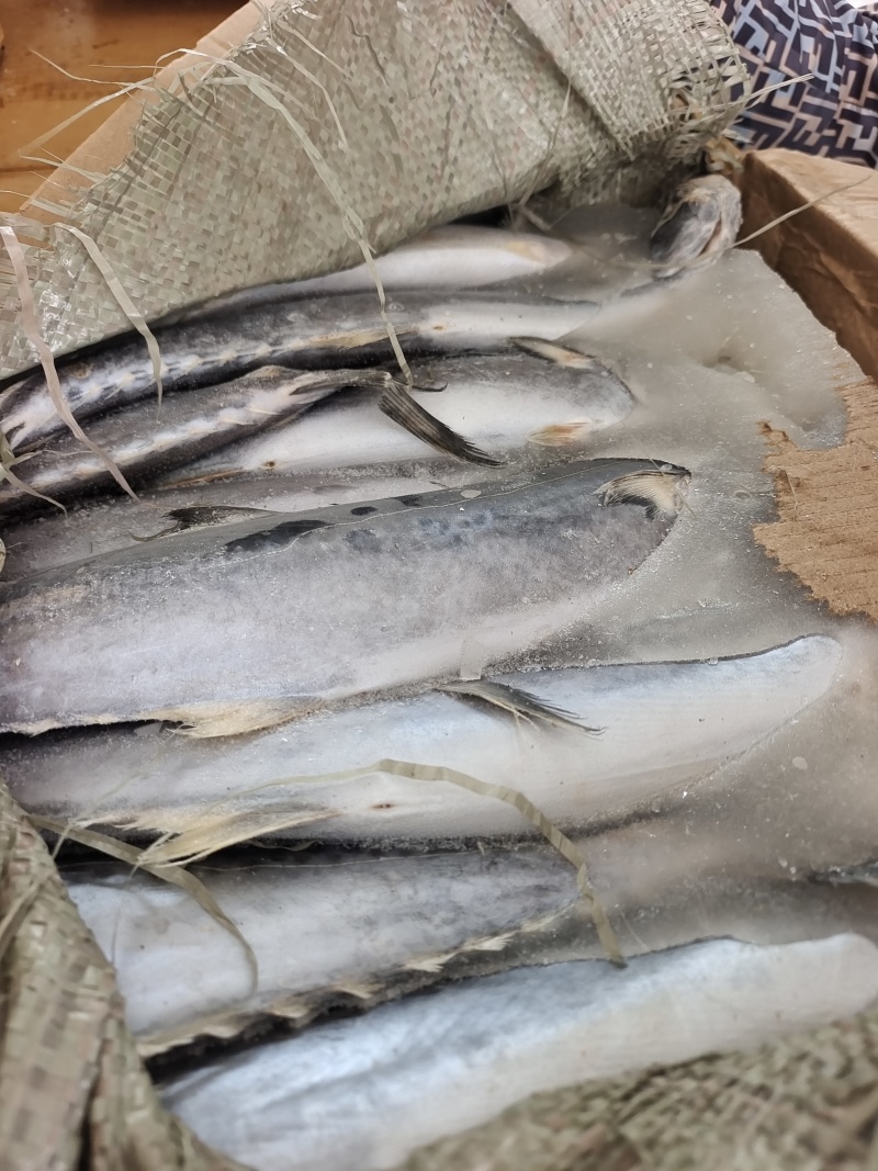 威海石岛船冻鲅鱼马鲛鱼1-1.5/2-3规格齐全