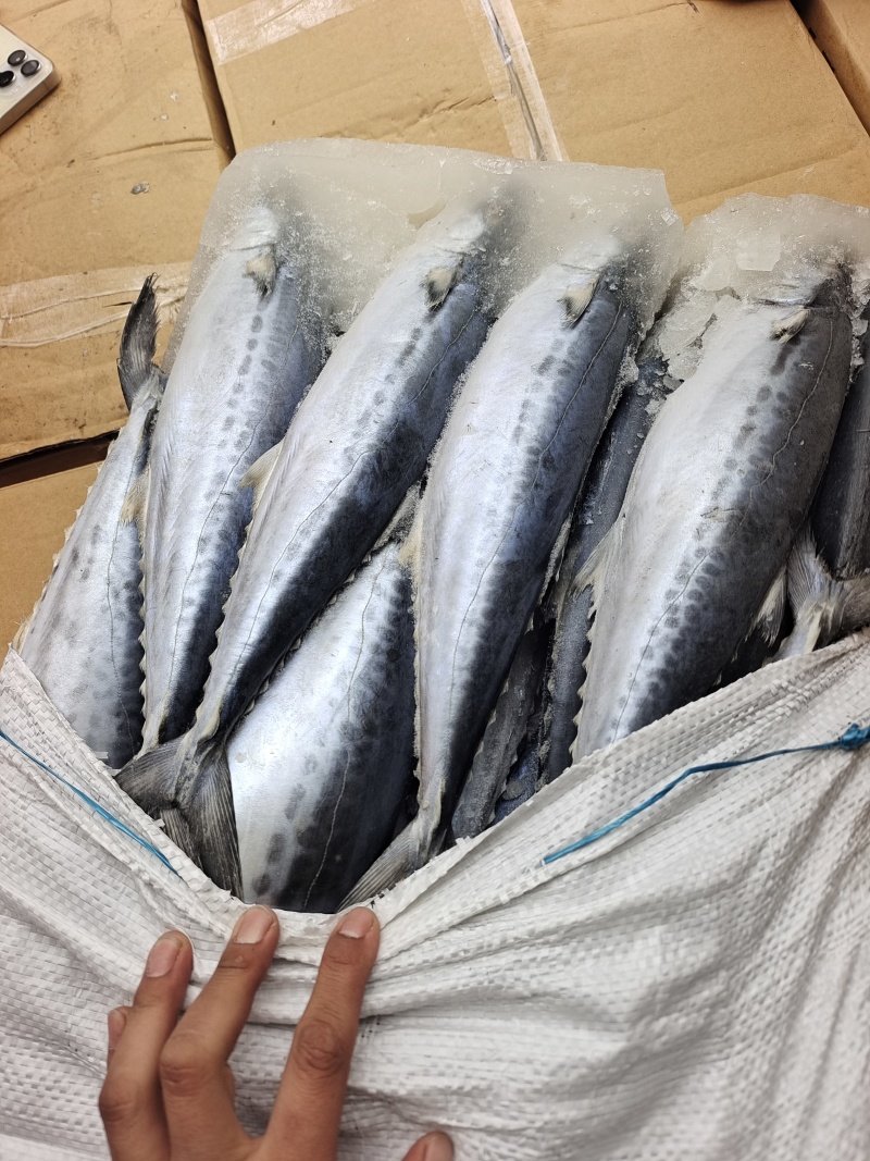 威海石岛船冻鲅鱼马鲛鱼1-1.5/2-3规格齐全