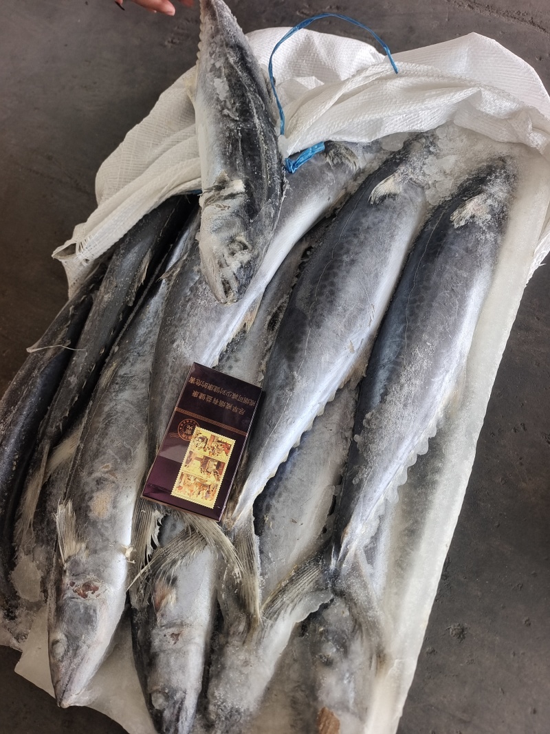 威海石岛船冻鲅鱼马鲛鱼1-1.5/2-3规格齐全