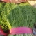 茴香苗，叶菜类，油麦菜生菜，小白菜，菠菜