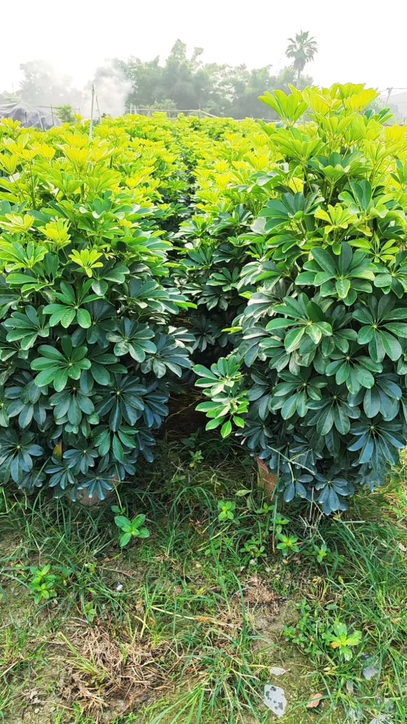 鸭脚木，形状好，量大，基地批发。1米以上
