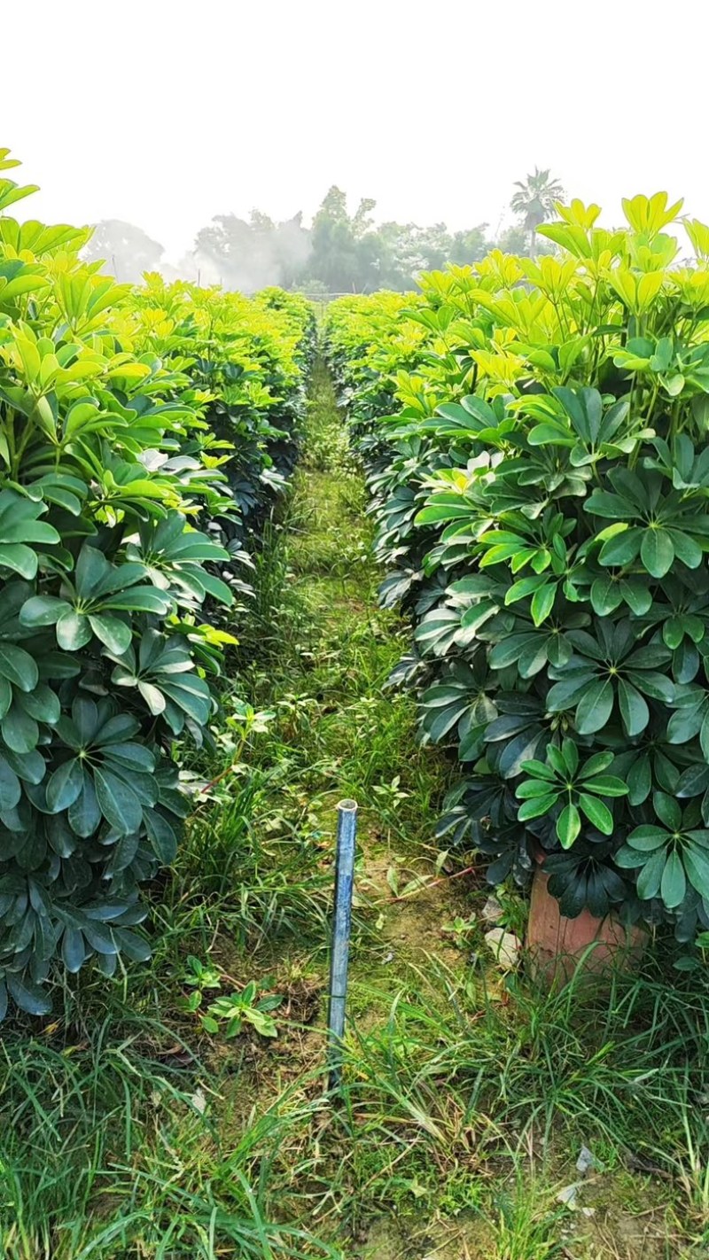 鸭掌木！基地批发整车发货，精品档口货，塔型大叶片根细好
