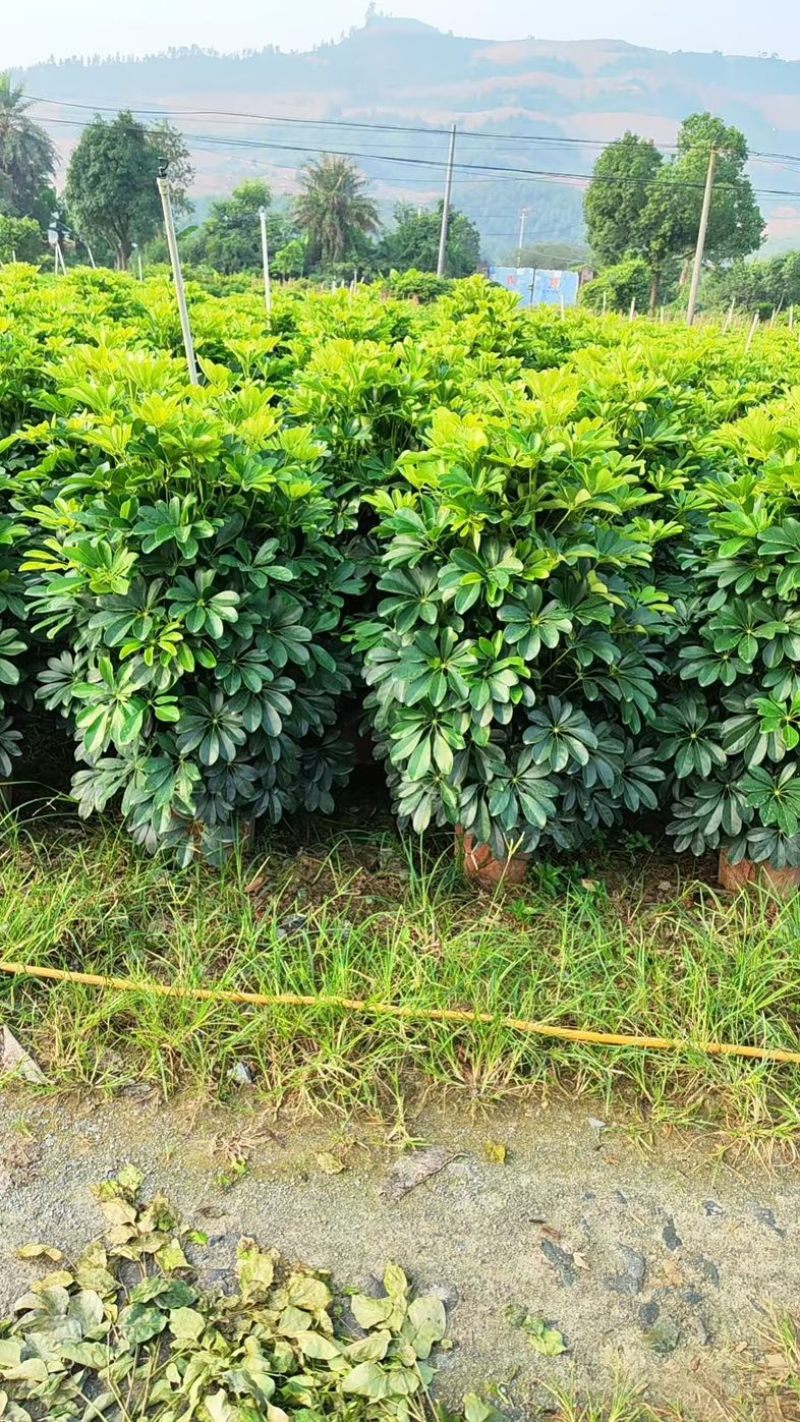 鸭掌木！基地批发整车发货，精品档口货，塔型大叶片根细好