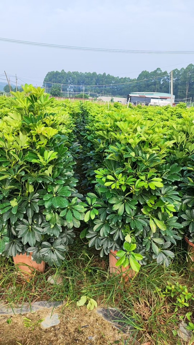 鸭掌木！基地批发整车发货，精品档口货，塔型大叶片根细好