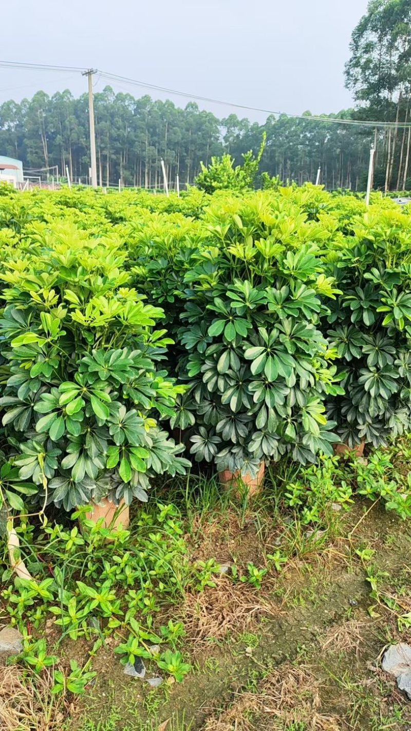 鸭掌木！基地批发整车发货，精品档口货，塔型大叶片根细好