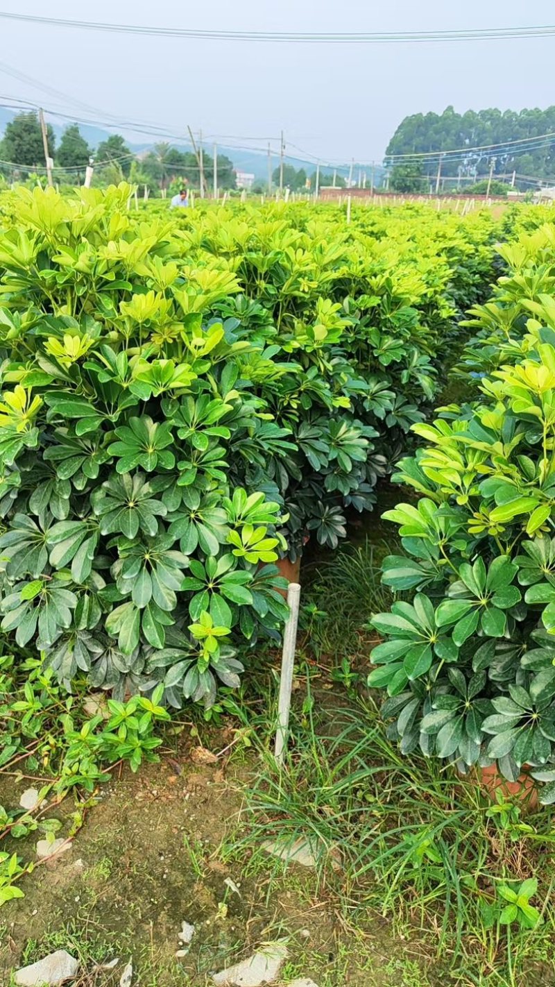 鸭掌木！基地批发整车发货，精品档口货，塔型大叶片根细好