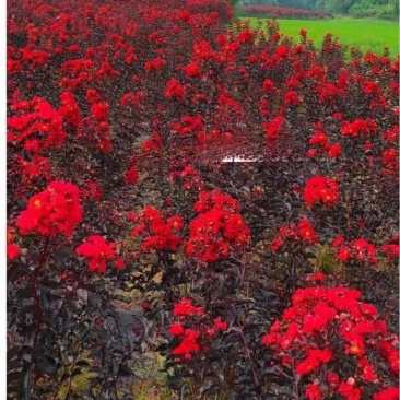 花朵与火一样