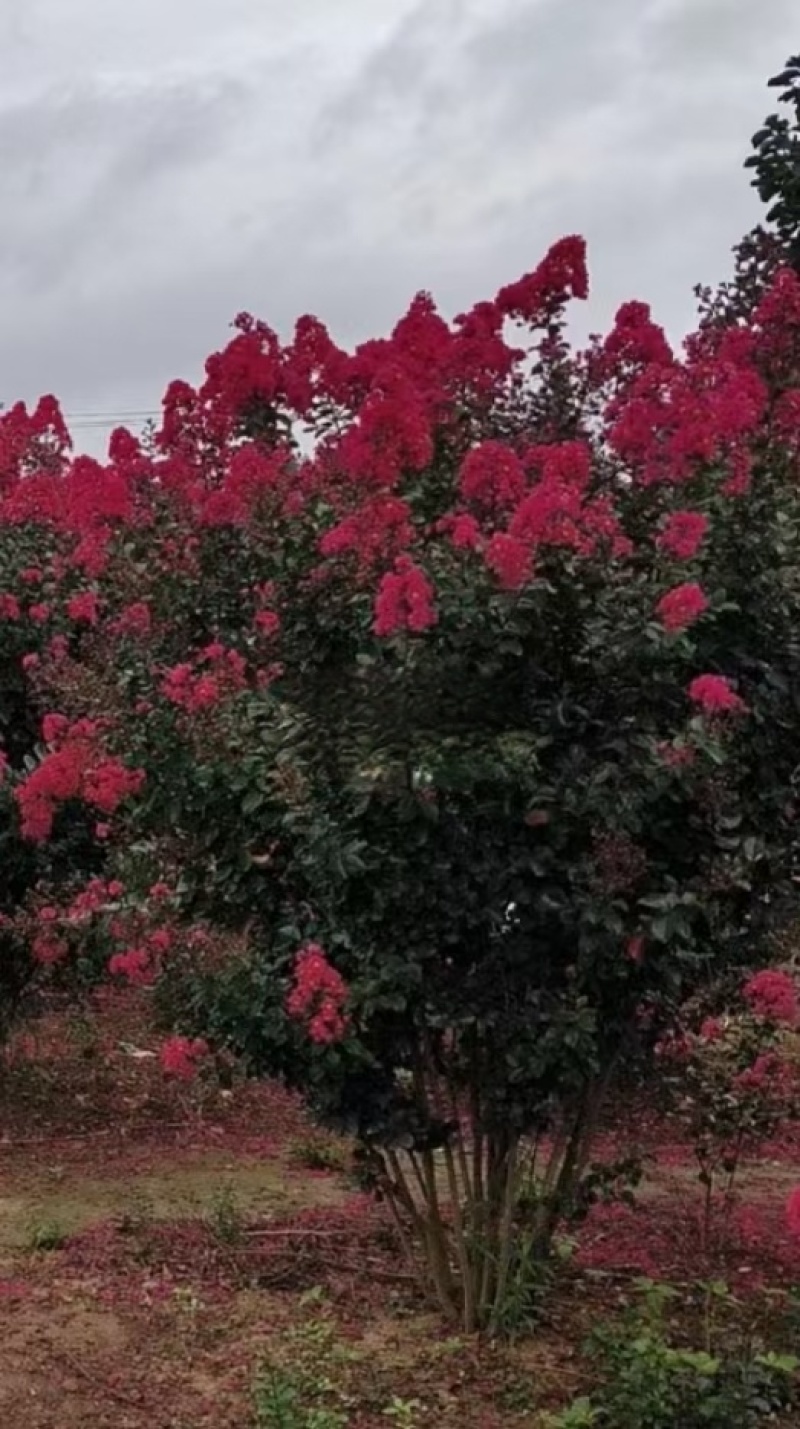 花朵与火一样