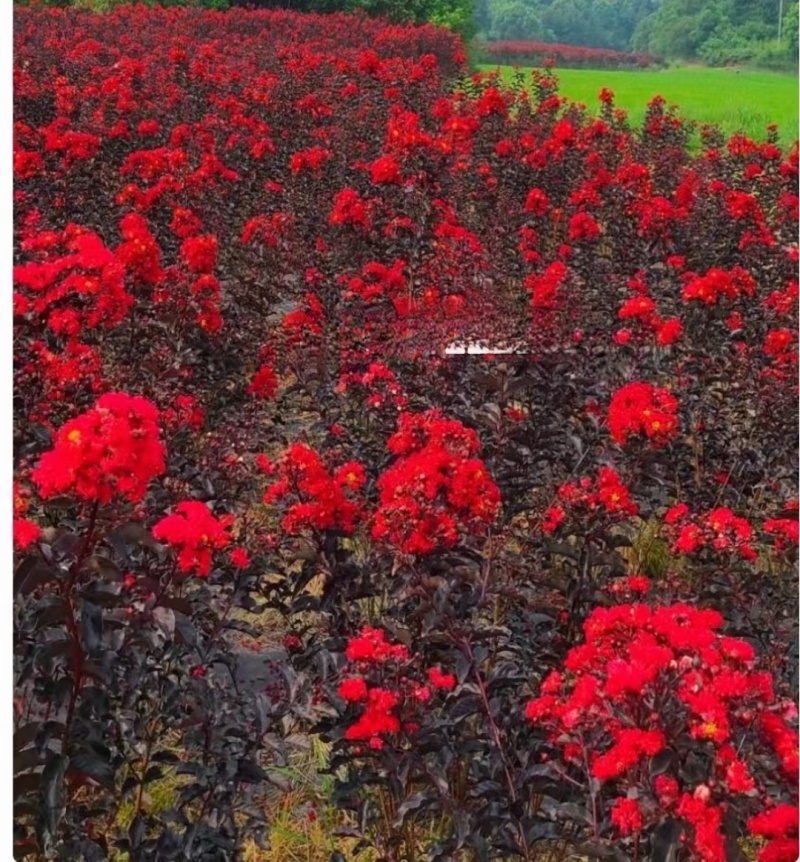 花朵与火一样
