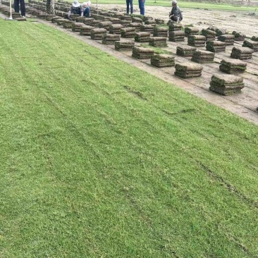 草坪草沙坪百慕大沙坪净草产地直供一手货源欢迎咨询