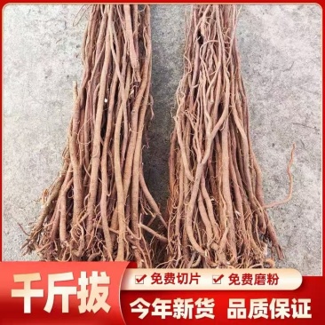 广西千斤拔产地直发质量保证价格实惠可视频看货