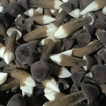 湖南江华食用菌基地大量供应黑皮鸡枞菌品质保障基地直发