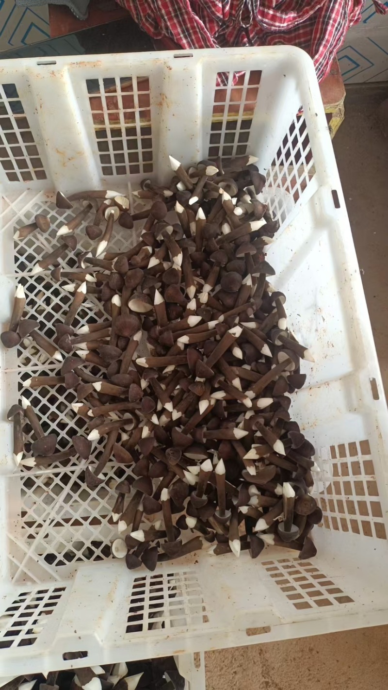 湖南江华食用菌基地大量供应黑皮鸡枞菌品质保障基地直发