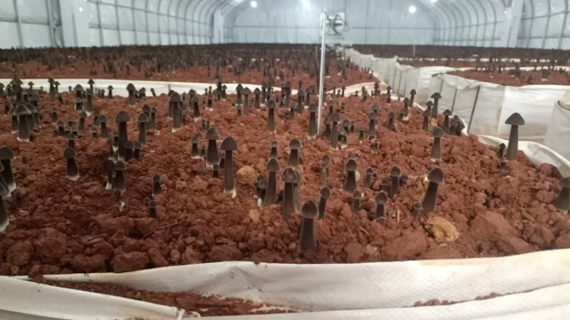 湖南江华食用菌基地大量供应黑皮鸡枞菌品质保障基地直发