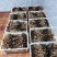 湖南江华食用菌基地大量供应黑皮鸡枞菌品质保障基地直发