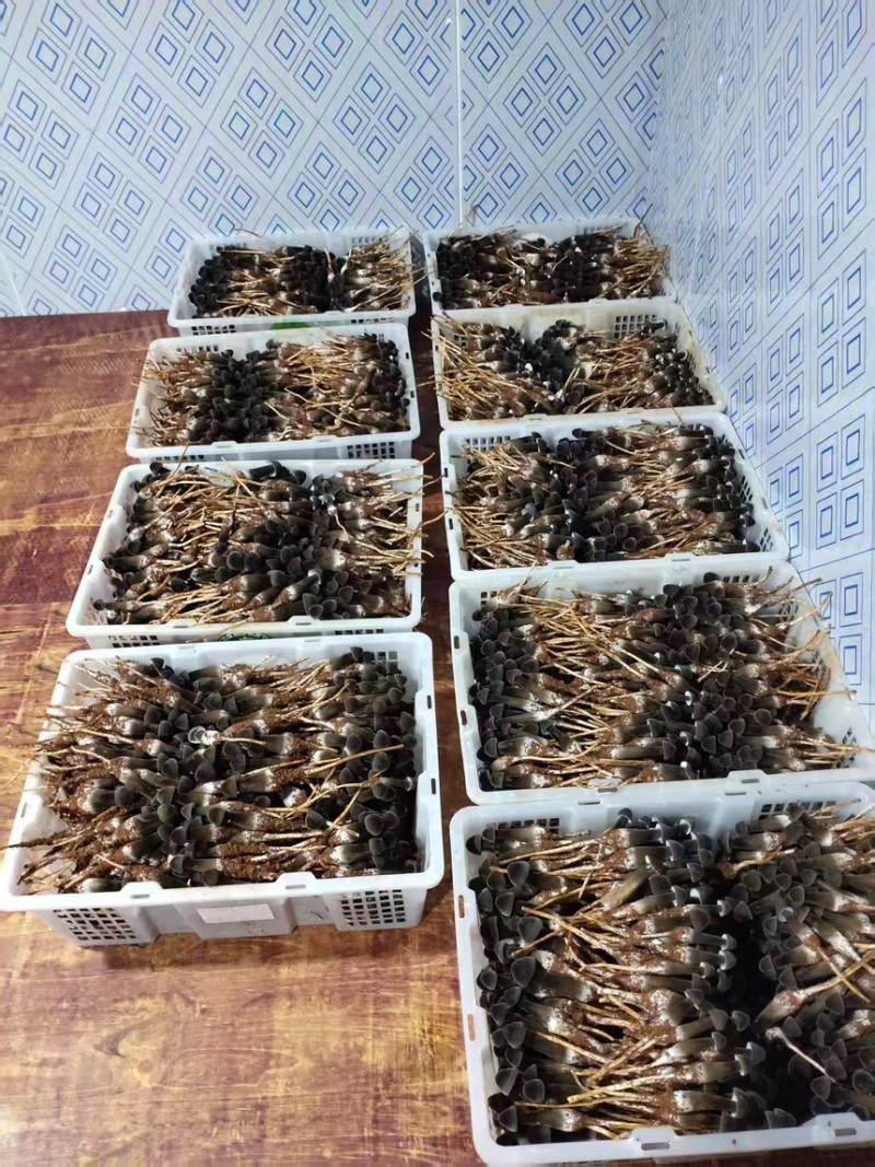 湖南江华食用菌基地大量供应黑皮鸡枞菌品质保障基地直发