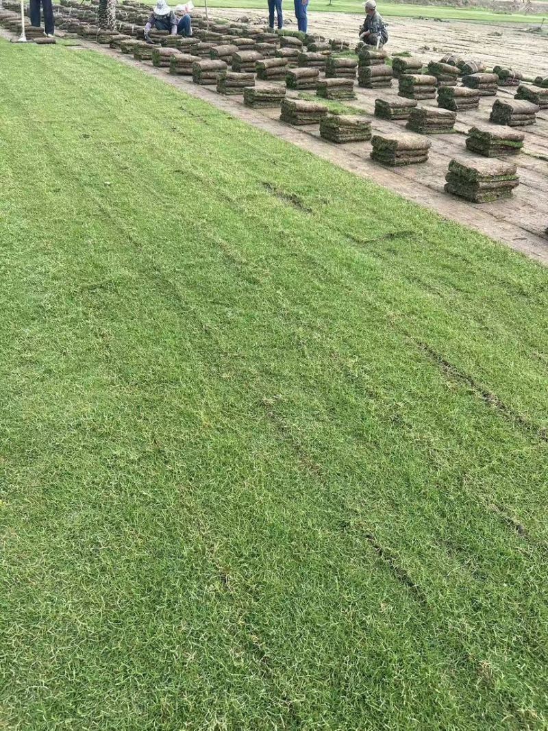 草坪草沙坪百慕大沙坪净草产地直供一手货源欢迎咨询
