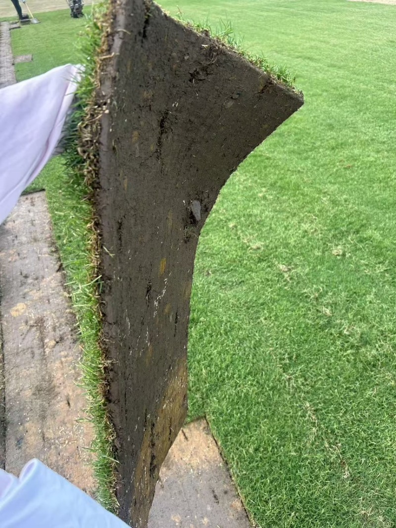 草坪草沙坪百慕大沙坪净草产地直供一手货源欢迎咨询