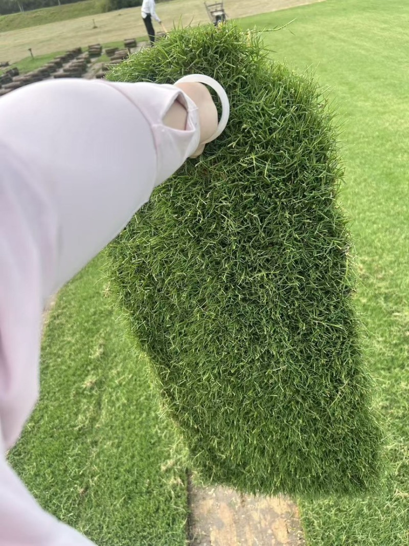 草坪草沙坪百慕大沙坪净草产地直供一手货源欢迎咨询