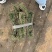 草坪草沙坪百慕大沙坪净草产地直供一手货源欢迎咨询