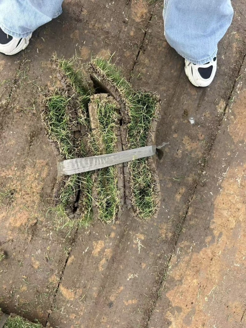 草坪草沙坪百慕大沙坪净草产地直供一手货源欢迎咨询