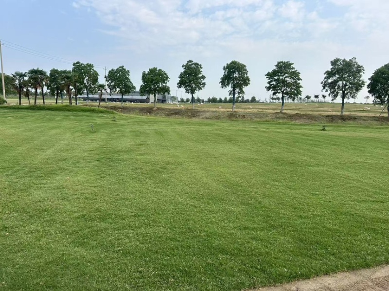 草坪草沙坪百慕大沙坪净草产地直供一手货源欢迎咨询