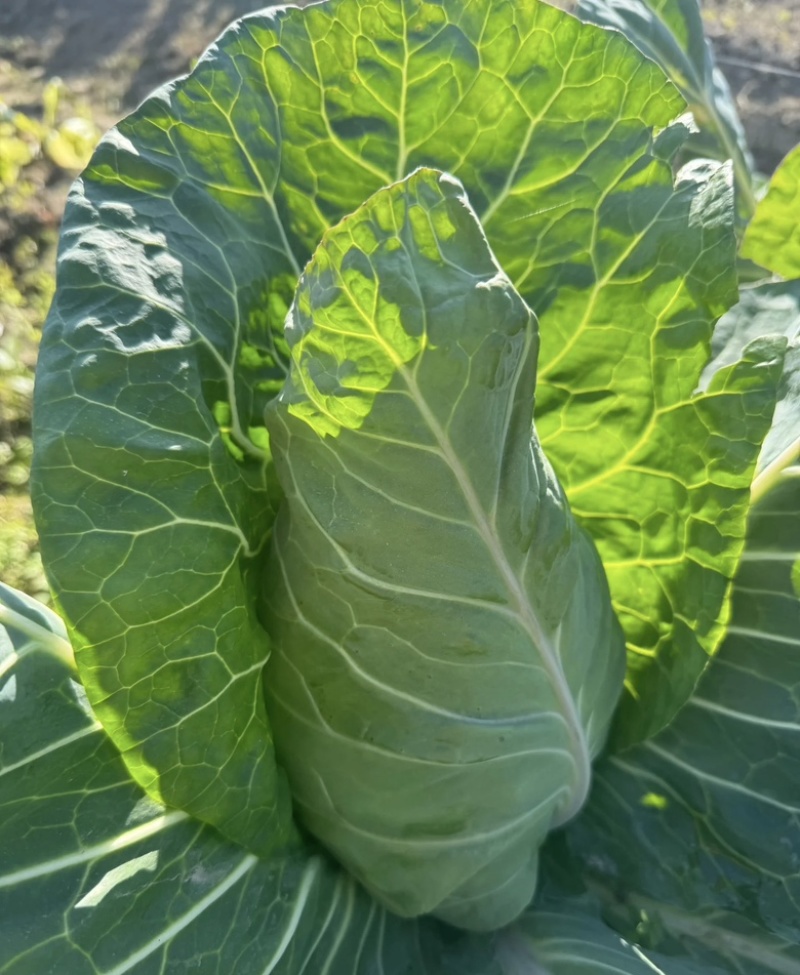 四川包菜，牛心甘蓝货源充足，量大从优新鲜采摘
