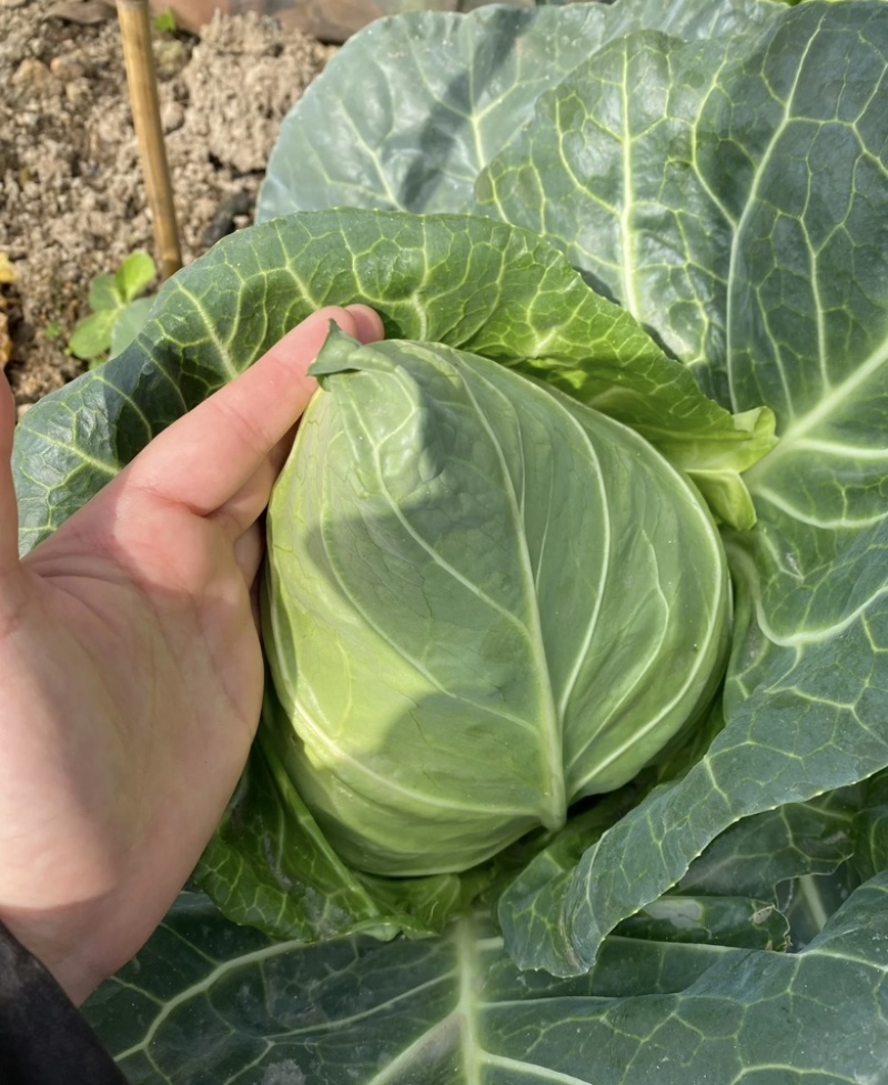 四川包菜，牛心甘蓝货源充足，量大从优新鲜采摘