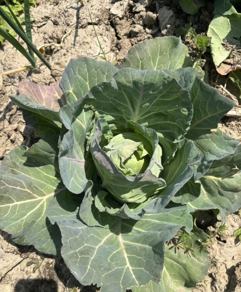 四川包菜，牛心甘蓝货源充足，量大从优新鲜采摘
