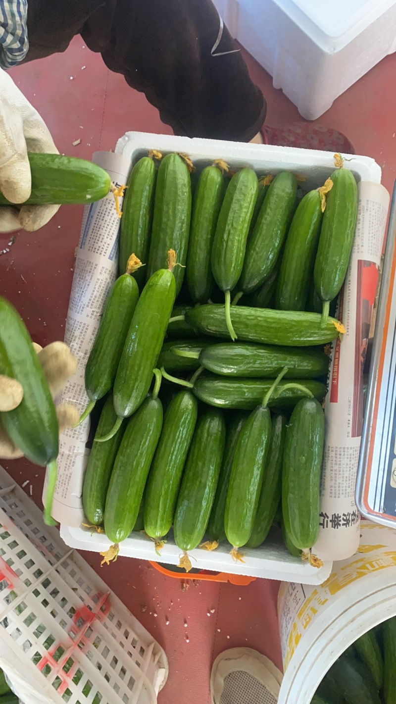 河南水果小黄瓜大量上市中，专业代办，量大从优