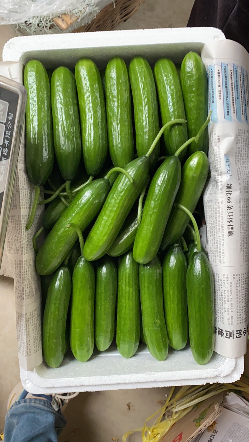 河南水果小黄瓜大量上市中，专业代办，量大从优