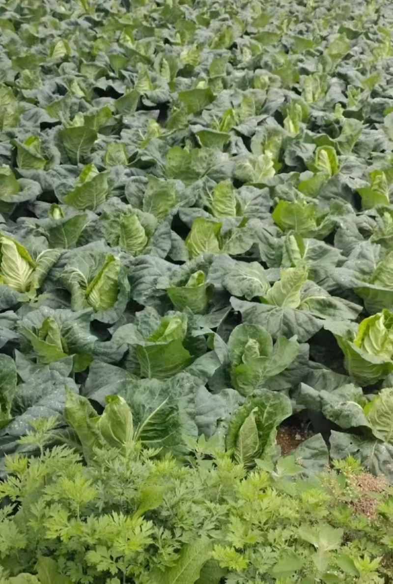 四川包菜，牛心甘蓝货源充足，量大从优新鲜采摘