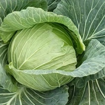 精品甘蓝包菜，莲花白甘蓝大量供应，四川产地直发
