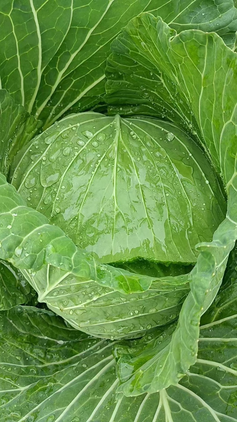 精品甘蓝包菜，莲花白甘蓝大量供应，四川产地直发