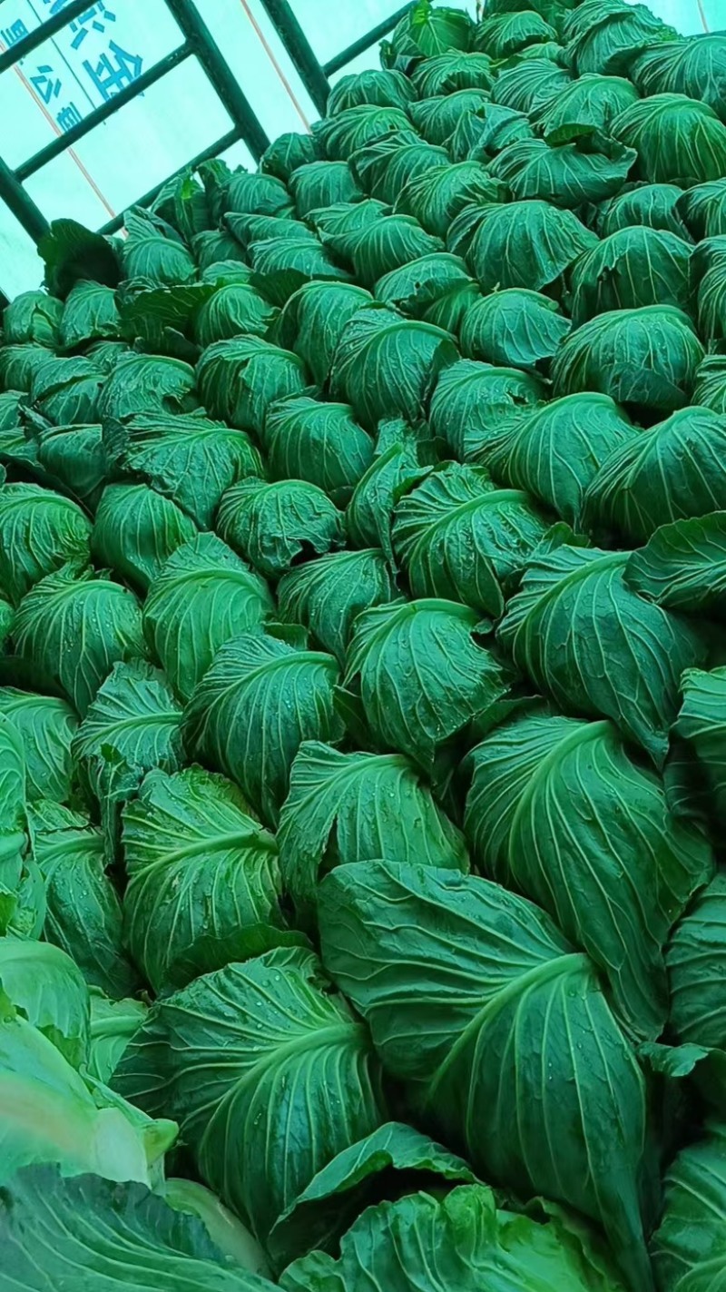 精品甘蓝包菜，莲花白甘蓝大量供应，四川产地直发