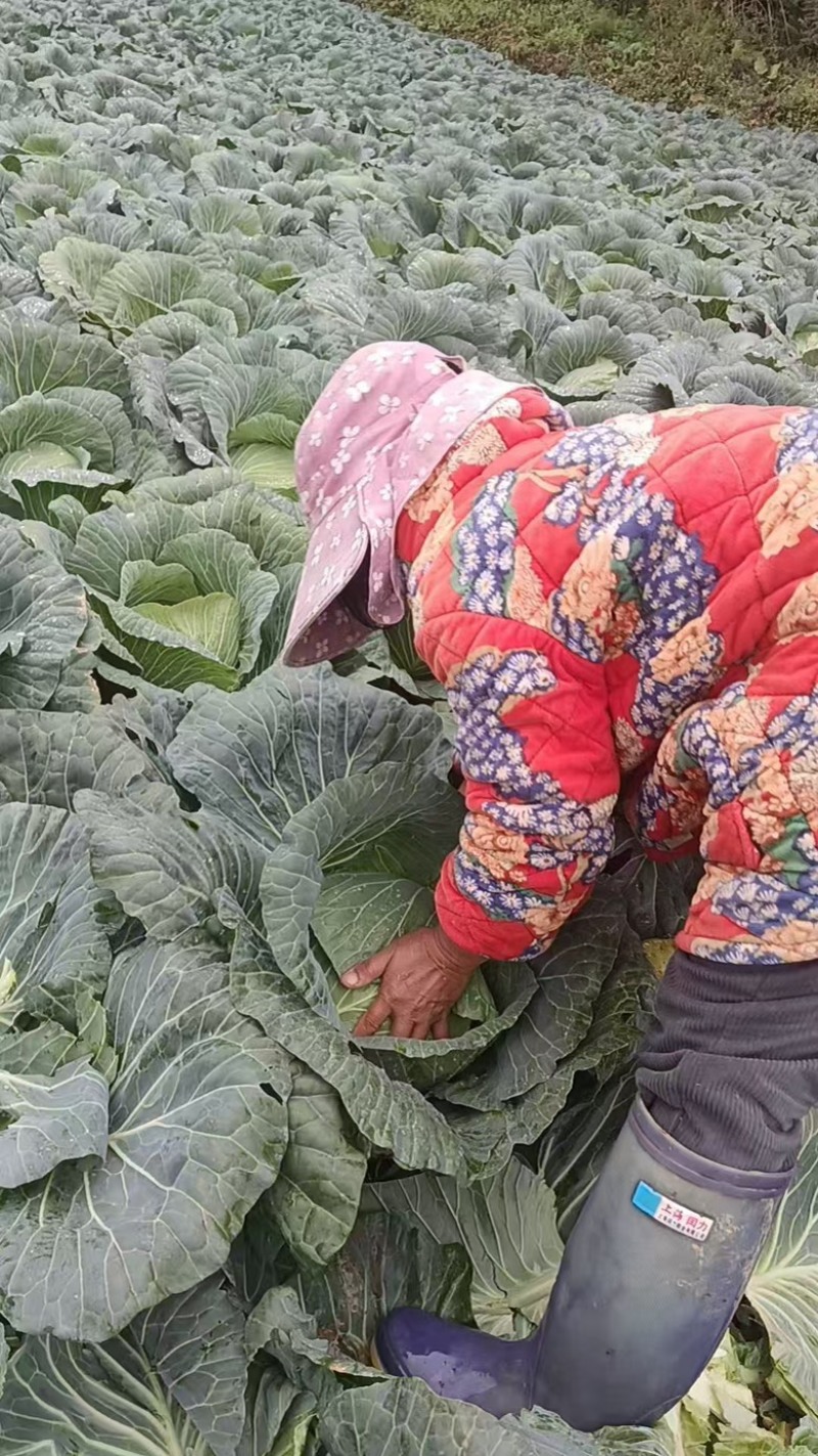 精品甘蓝包菜，莲花白甘蓝大量供应，四川产地直发