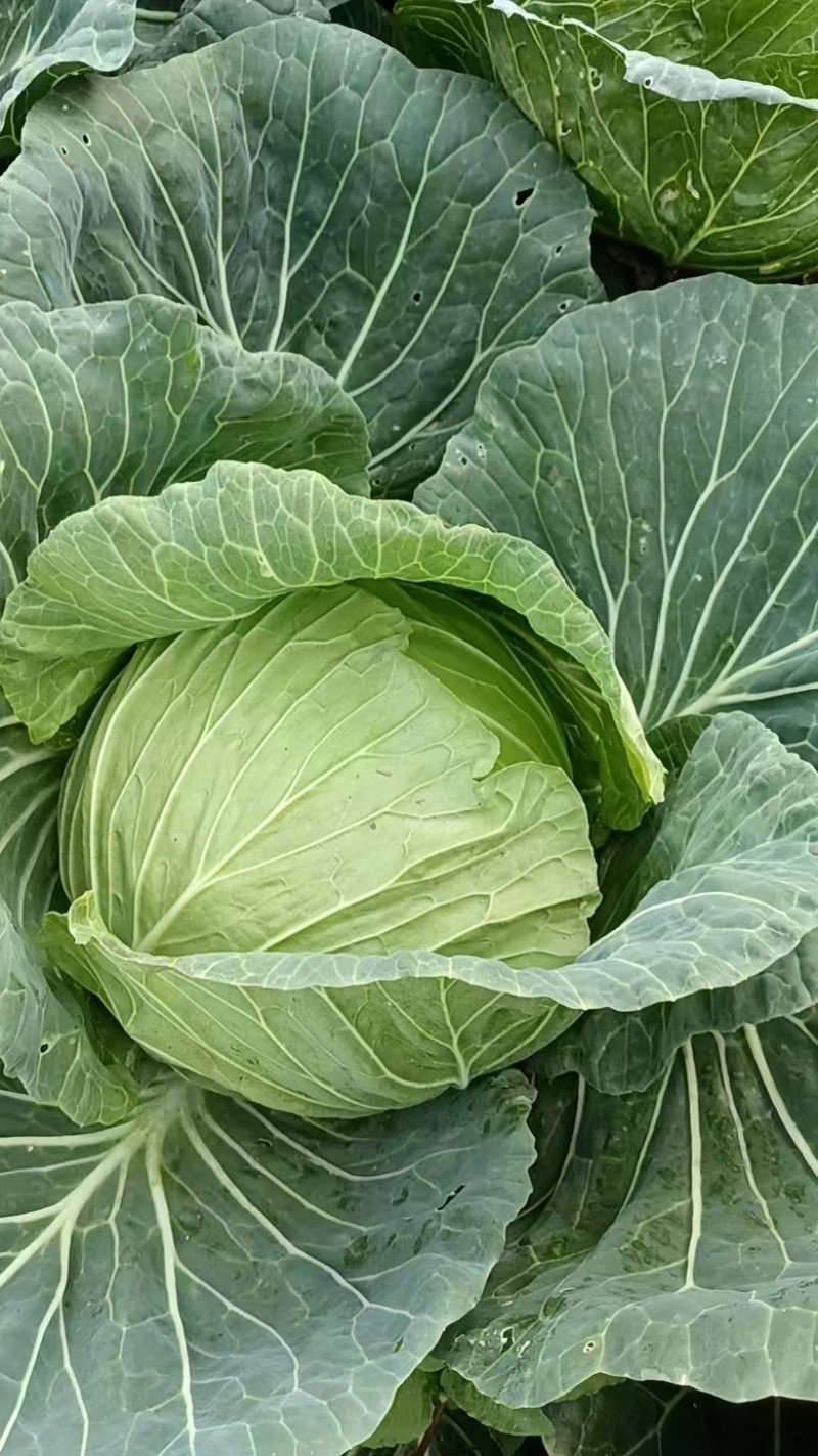 精品甘蓝包菜，莲花白甘蓝大量供应，四川产地直发