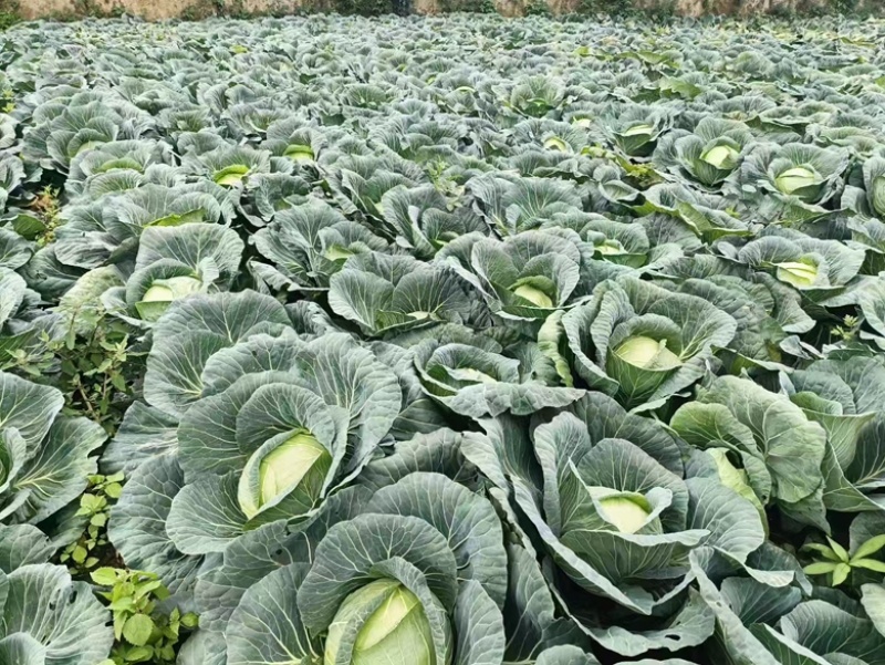 精品甘蓝包菜，莲花白甘蓝大量供应，四川产地直发