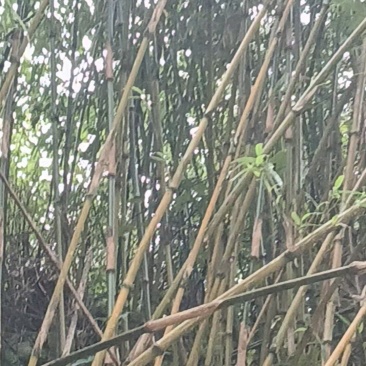大七大八米