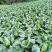 【优质推荐】莲花白大量上市产地直发优质货源欢迎咨询