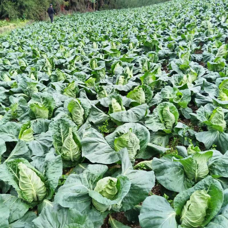 【优质推荐】莲花白大量上市产地直发优质货源欢迎咨询