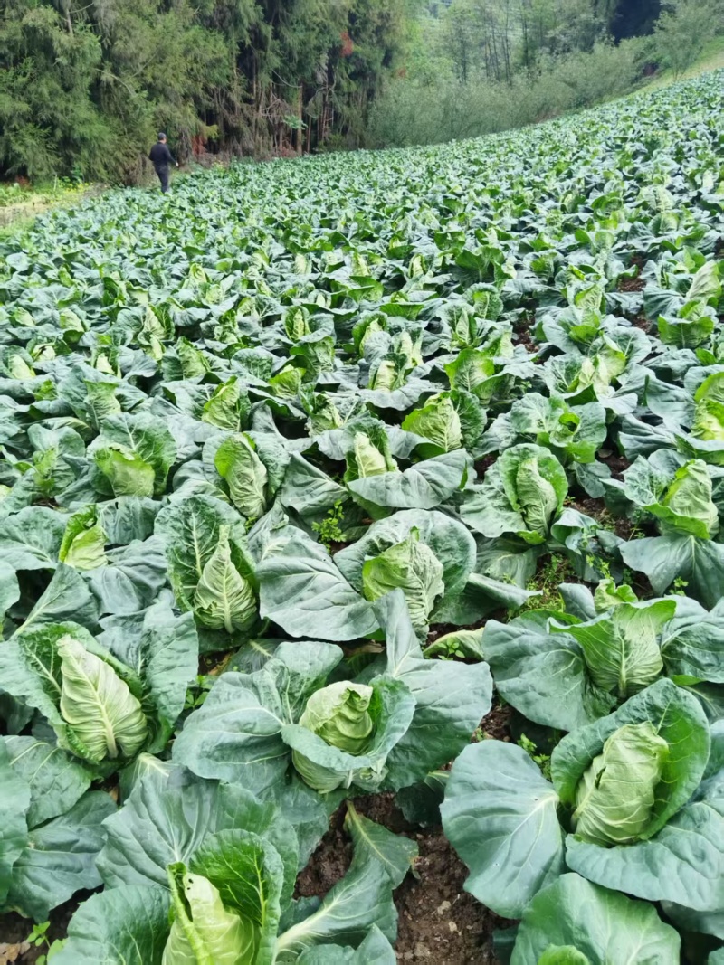 【优质推荐】莲花白大量上市产地直发优质货源欢迎咨询
