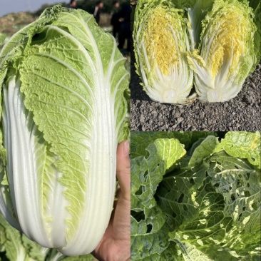 四川白菜，黄心大白菜，大量供应，货源充足，量大从优