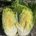 四川白菜，黄心大白菜，大量供应，货源充足，量大从优