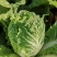四川白菜，黄心大白菜，大量供应，货源充足，量大从优