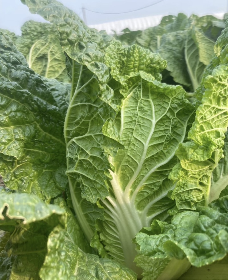 四川白菜，黄心大白菜，大量供应，货源充足，量大从优