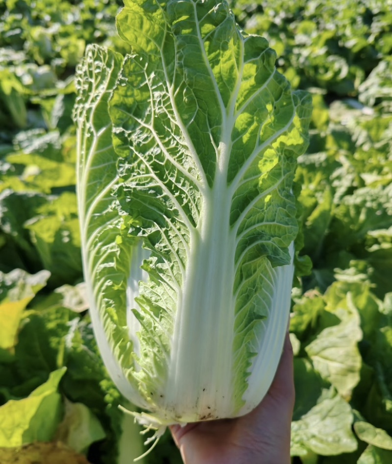 四川白菜，黄心大白菜，大量供应，货源充足，量大从优