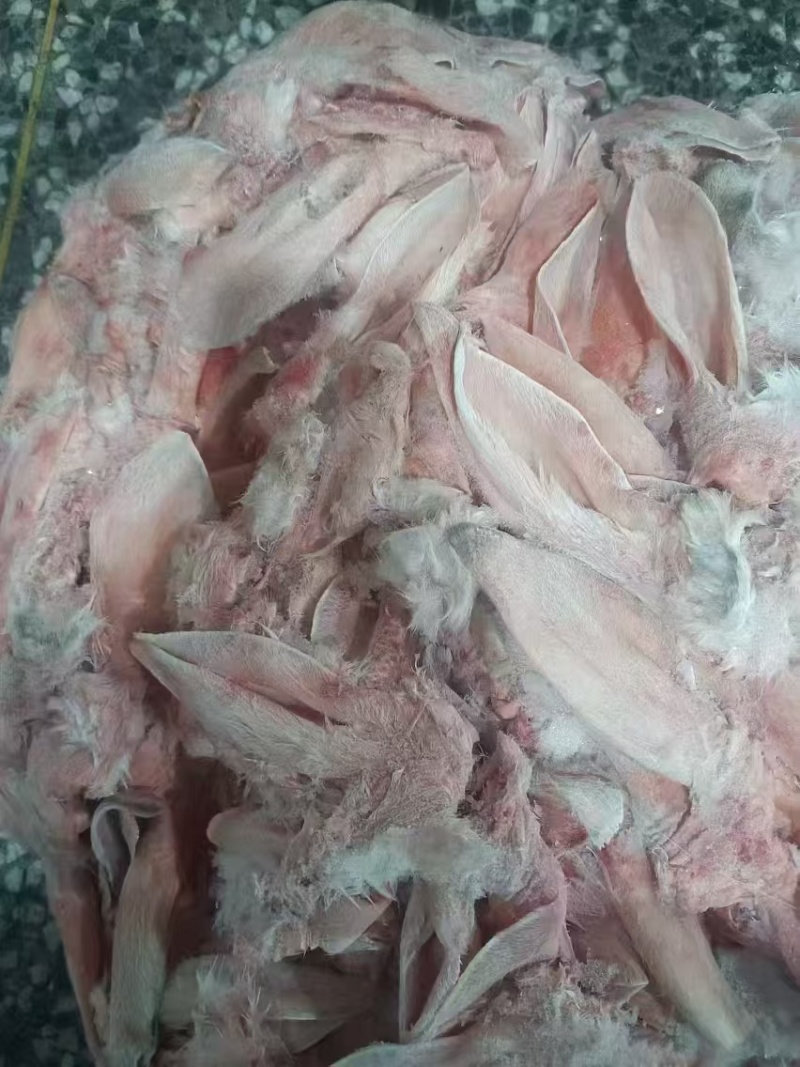 带毛兔耳朵厂家货源充足带毛脸皮兔耳朵需要随时联系