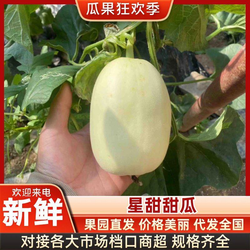优选推荐精品星甜甜瓜产地一手货源质量三包