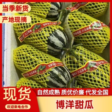 河北博洋甜瓜博洋9博洋61甜瓜产地发货量大优惠全国发货